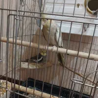 فروش یک جفت عروس هلندی