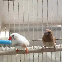 فنج نروماده