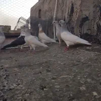 کبوتر طوقی آبی