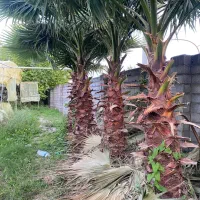 پالم تنه قرمز