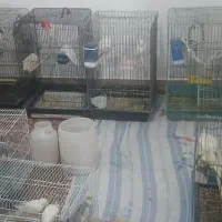 نمایشی دستی سخنگو خاص پسندا