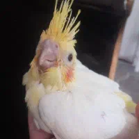 جوجه عروس هلندی