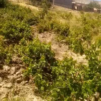 یک قطعه زمین باغی
