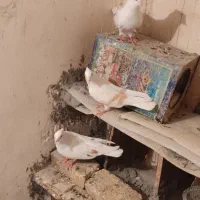 ۲ جفت شونی دونه ای ۴۰۰ تومن