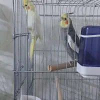 عروس هلندی مولد