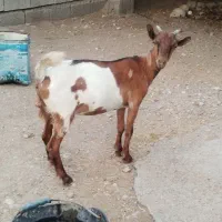 کهره ماده