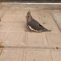 جوجه عروس هلندی