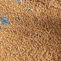 بذر گندم دیم ایوان