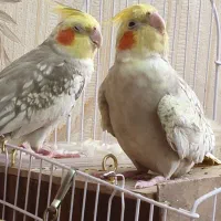 عروس هلندی جفت مولد  ۲ ساله