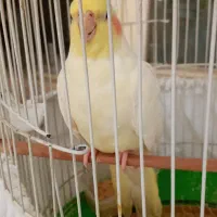 عروس هلندی