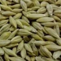 فروش جو محلی درجه یک