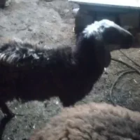 بره ماده