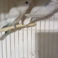 طوطی برزیلی رو۶تاتخم