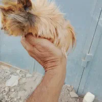فروش عمده خوکچه هندی همستر