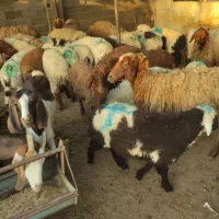 تخفیف ویژه ۳۰٪ بره قربانی