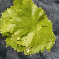 برگ مو وکوجه سبز
