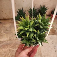 کاکتوس لیموفیلیا