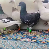 6تا نر گردن کلفت