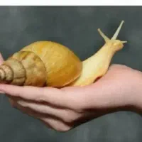 حلزون