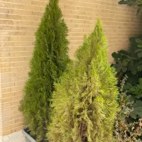 درخت کاج تزئینی