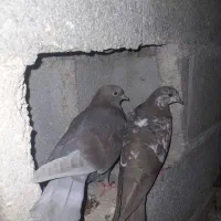 پرنده|پرنده|گله دار, |دیوار