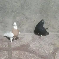 طوقی مایدُم