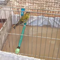 قناری سره سبز نر، بخون