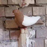 جفت سینه زرد سینه گلی