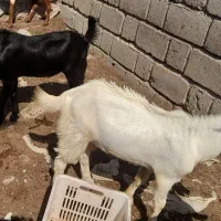 دوعددکهره نرداشتی سرحال وسالم بازدید رودان