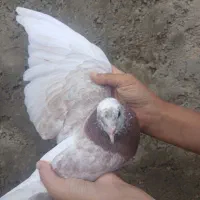 کبوتر|پرنده|انگوت, |دیوار