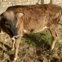 گوساله جرسی نر