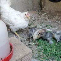 مرغ گلین با جوجه