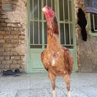 مرغ لاری اصیل دونگ بالا نزاد