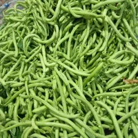 لوبیا سبز