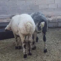 یک میش ویک بره ماده دورگه سالم بخور