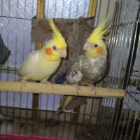 عروس هلندی مولد