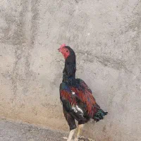 لاری