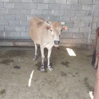 دوتا گاوابستن