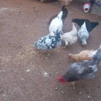 مرغ و خروس گلین و بوقلمون