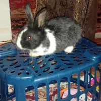 خرگوش