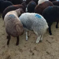 قصاب درمحل