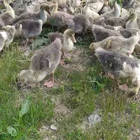 فروش 100عددجوجه غاز 30روزه