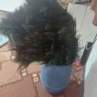 ۴هزارتا پر طاووس