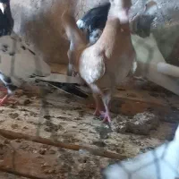 تعداد کبوتر طوقی سینه کله