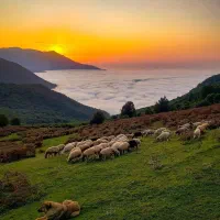 گوسفند زنده عاشقان