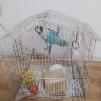 طوطی برزیلی