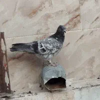 کفتر|پرنده|پیشوا, |دیوار