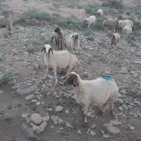 ۲۱ راس میش سالم درجه یک