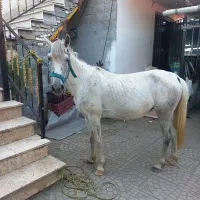 فروش  مادیان
