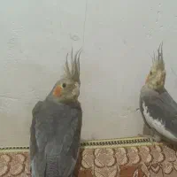 عروس هلندی